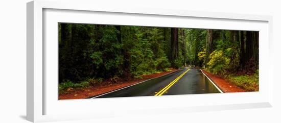 Avenue of the Giants passing through a redwood forest, Humboldt Redwoods State Park, California...-null-Framed Photographic Print