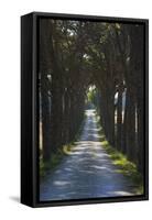 Avenue of Trees, Chiusi, Umbria, Italy, Europe-Charles Bowman-Framed Stretched Canvas