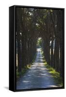 Avenue of Trees, Chiusi, Umbria, Italy, Europe-Charles Bowman-Framed Stretched Canvas