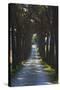 Avenue of Trees, Chiusi, Umbria, Italy, Europe-Charles Bowman-Stretched Canvas