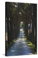 Avenue of Trees, Chiusi, Umbria, Italy, Europe-Charles Bowman-Stretched Canvas