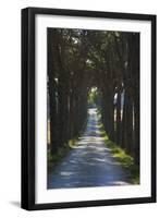 Avenue of Trees, Chiusi, Umbria, Italy, Europe-Charles Bowman-Framed Photographic Print