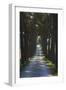 Avenue of Trees, Chiusi, Umbria, Italy, Europe-Charles Bowman-Framed Photographic Print