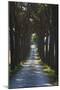 Avenue of Trees, Chiusi, Umbria, Italy, Europe-Charles Bowman-Mounted Photographic Print