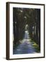 Avenue of Trees, Chiusi, Umbria, Italy, Europe-Charles Bowman-Framed Photographic Print