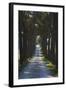 Avenue of Trees, Chiusi, Umbria, Italy, Europe-Charles Bowman-Framed Photographic Print