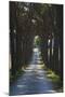 Avenue of Trees, Chiusi, Umbria, Italy, Europe-Charles Bowman-Mounted Photographic Print