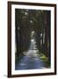 Avenue of Trees, Chiusi, Umbria, Italy, Europe-Charles Bowman-Framed Photographic Print