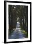 Avenue of Trees, Chiusi, Umbria, Italy, Europe-Charles Bowman-Framed Photographic Print