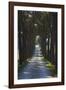 Avenue of Trees, Chiusi, Umbria, Italy, Europe-Charles Bowman-Framed Photographic Print