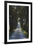 Avenue of Trees, Chiusi, Umbria, Italy, Europe-Charles Bowman-Framed Photographic Print