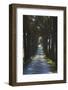 Avenue of Trees, Chiusi, Umbria, Italy, Europe-Charles Bowman-Framed Photographic Print