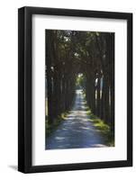 Avenue of Trees, Chiusi, Umbria, Italy, Europe-Charles Bowman-Framed Photographic Print