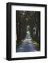 Avenue of Trees, Chiusi, Umbria, Italy, Europe-Charles Bowman-Framed Photographic Print