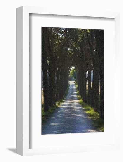 Avenue of Trees, Chiusi, Umbria, Italy, Europe-Charles Bowman-Framed Photographic Print