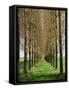 Avenue of Trees, Haute Normandie (Normandy), France-Michael Busselle-Framed Stretched Canvas