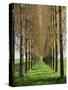 Avenue of Trees, Haute Normandie (Normandy), France-Michael Busselle-Stretched Canvas