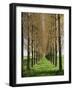 Avenue of Trees, Haute Normandie (Normandy), France-Michael Busselle-Framed Photographic Print