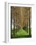 Avenue of Trees, Haute Normandie (Normandy), France-Michael Busselle-Framed Photographic Print