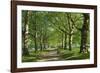 Avenue of Trees in Green Park, London, England, United Kingdom, Europe-James Emmerson-Framed Photographic Print