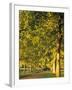 Avenue of Trees, Switzerland-Jon Arnold-Framed Photographic Print