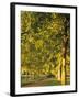 Avenue of Trees, Switzerland-Jon Arnold-Framed Photographic Print