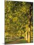 Avenue of Trees, Switzerland-Jon Arnold-Mounted Photographic Print