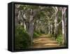 Avenue of Trees, West Cape Howe Np, Albany, Western Australia-Peter Adams-Framed Stretched Canvas