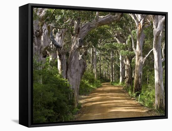 Avenue of Trees, West Cape Howe Np, Albany, Western Australia-Peter Adams-Framed Stretched Canvas