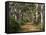 Avenue of Trees, West Cape Howe Np, Albany, Western Australia-Peter Adams-Framed Stretched Canvas