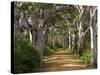 Avenue of Trees, West Cape Howe Np, Albany, Western Australia-Peter Adams-Stretched Canvas