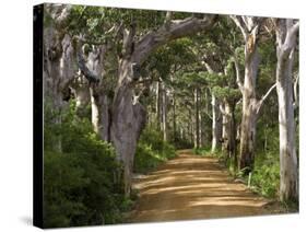 Avenue of Trees, West Cape Howe Np, Albany, Western Australia-Peter Adams-Stretched Canvas