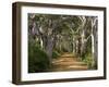 Avenue of Trees, West Cape Howe Np, Albany, Western Australia-Peter Adams-Framed Photographic Print