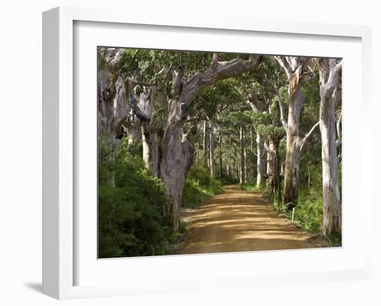 Avenue of Trees, West Cape Howe Np, Albany, Western Australia-Peter Adams-Framed Photographic Print