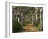 Avenue of Trees, West Cape Howe Np, Albany, Western Australia-Peter Adams-Framed Photographic Print