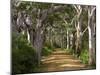 Avenue of Trees, West Cape Howe Np, Albany, Western Australia-Peter Adams-Mounted Photographic Print