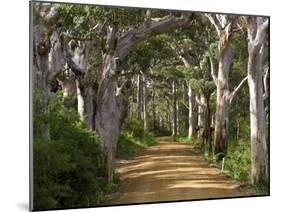 Avenue of Trees, West Cape Howe Np, Albany, Western Australia-Peter Adams-Mounted Photographic Print