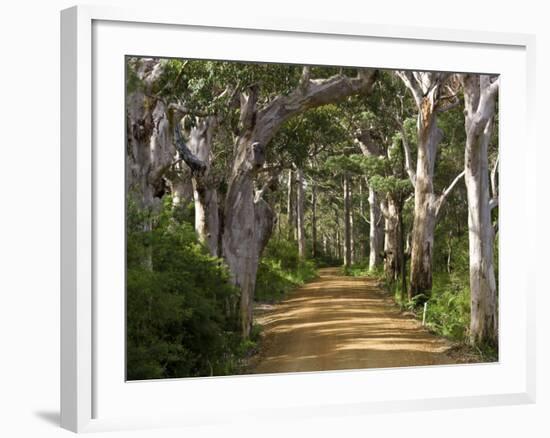 Avenue of Trees, West Cape Howe Np, Albany, Western Australia-Peter Adams-Framed Photographic Print