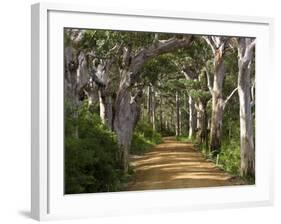 Avenue of Trees, West Cape Howe Np, Albany, Western Australia-Peter Adams-Framed Photographic Print