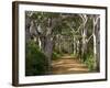 Avenue of Trees, West Cape Howe Np, Albany, Western Australia-Peter Adams-Framed Photographic Print