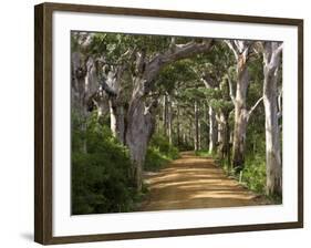 Avenue of Trees, West Cape Howe Np, Albany, Western Australia-Peter Adams-Framed Photographic Print