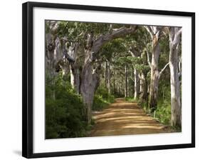 Avenue of Trees, West Cape Howe Np, Albany, Western Australia-Peter Adams-Framed Photographic Print