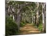 Avenue of Trees, West Cape Howe Np, Albany, Western Australia-Peter Adams-Mounted Photographic Print