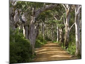 Avenue of Trees, West Cape Howe Np, Albany, Western Australia-Peter Adams-Mounted Photographic Print