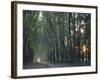 Avenue of Trees with Sun Low in the Sky Behind, at Versailles, Ile De France, France, Europe-Woolfitt Adam-Framed Photographic Print