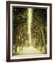 Avenue Shade II-Irene Suchocki-Framed Giclee Print