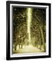 Avenue Shade II-Irene Suchocki-Framed Giclee Print