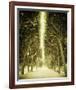 Avenue Shade II-Irene Suchocki-Framed Giclee Print