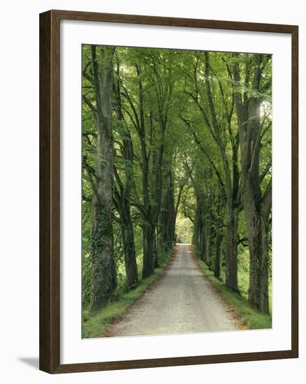 Avenue-Thonig-Framed Photographic Print