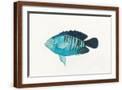 Brown Frame